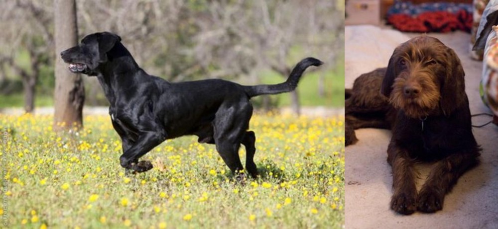 Pudelpointer vs Perro de Pastor Mallorquin - Breed Comparison