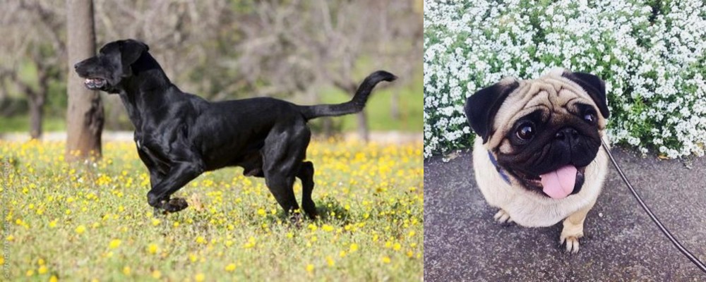 Pug vs Perro de Pastor Mallorquin - Breed Comparison