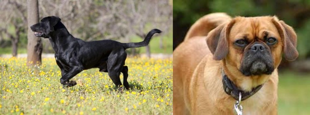 Pugalier vs Perro de Pastor Mallorquin - Breed Comparison