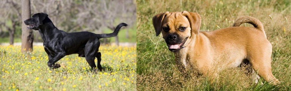 Puggle vs Perro de Pastor Mallorquin - Breed Comparison
