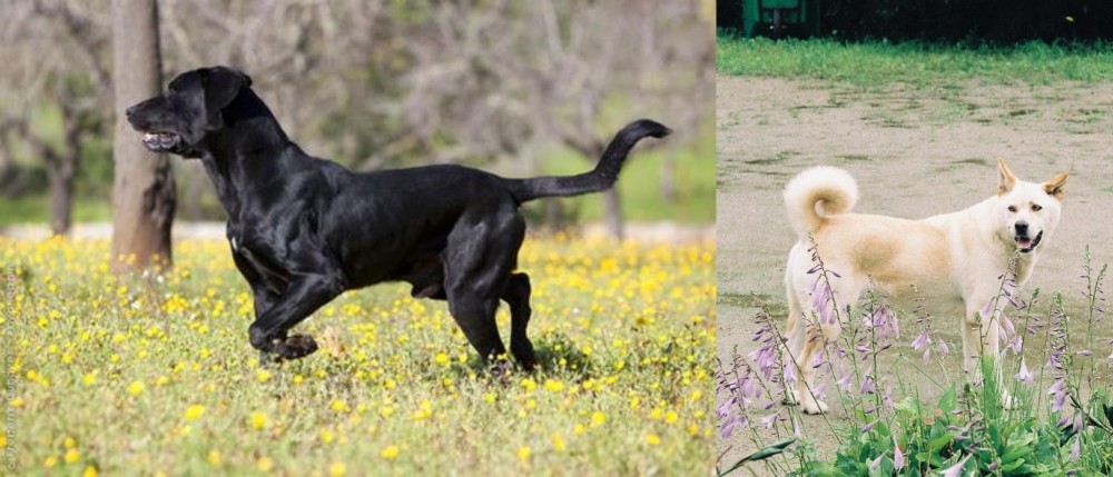 Pungsan Dog vs Perro de Pastor Mallorquin - Breed Comparison