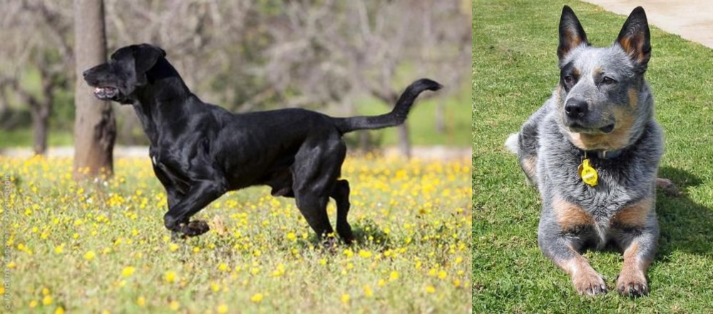 Queensland Heeler vs Perro de Pastor Mallorquin - Breed Comparison