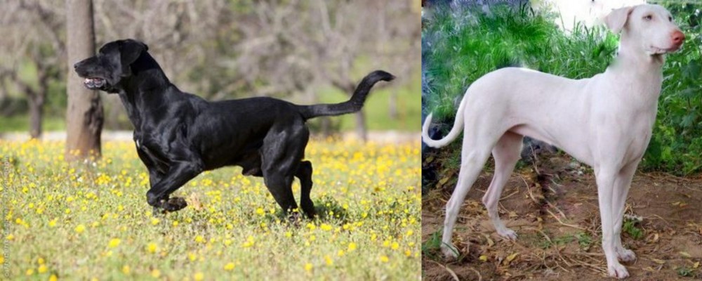 Rajapalayam vs Perro de Pastor Mallorquin - Breed Comparison