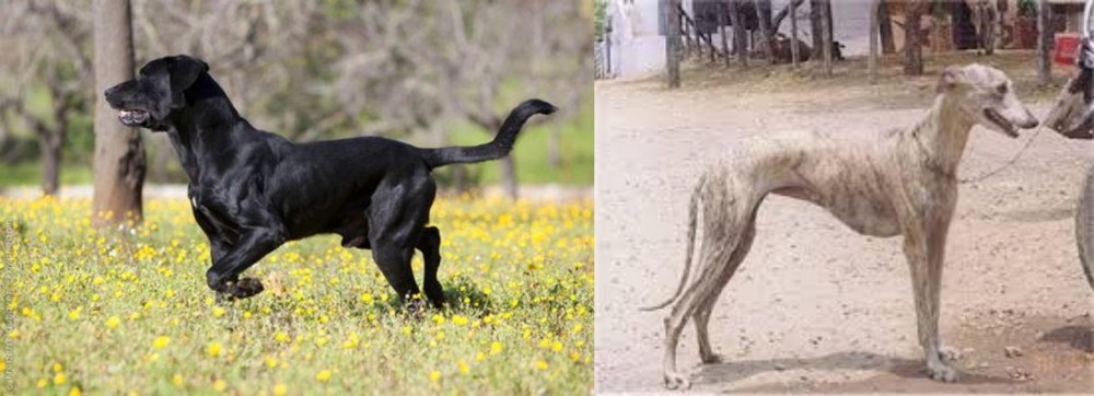 Rampur Greyhound vs Perro de Pastor Mallorquin - Breed Comparison