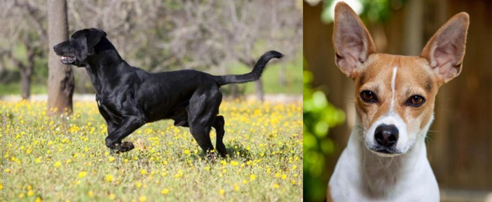 Rat Terrier vs Perro de Pastor Mallorquin - Breed Comparison
