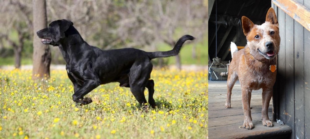 Red Heeler vs Perro de Pastor Mallorquin - Breed Comparison