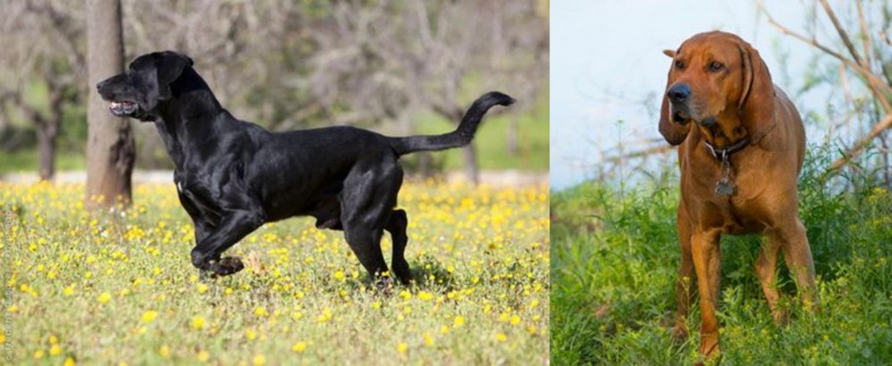Redbone Coonhound vs Perro de Pastor Mallorquin - Breed Comparison
