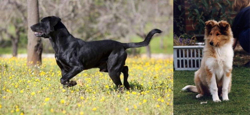 Rough Collie vs Perro de Pastor Mallorquin - Breed Comparison