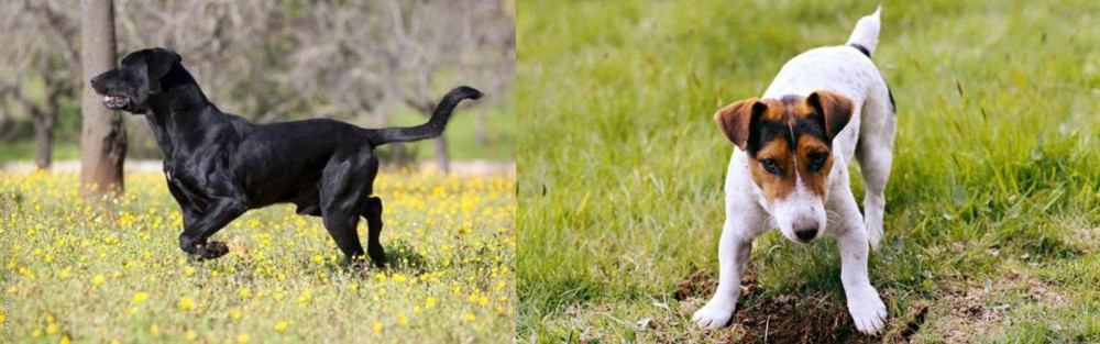 Russell Terrier vs Perro de Pastor Mallorquin - Breed Comparison