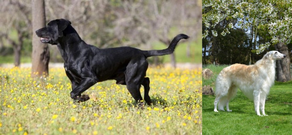 Russian Hound vs Perro de Pastor Mallorquin - Breed Comparison