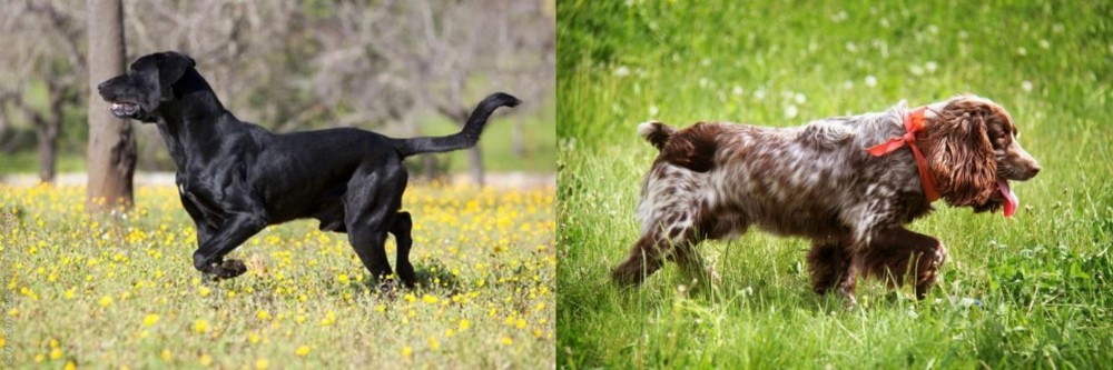 Russian Spaniel vs Perro de Pastor Mallorquin - Breed Comparison