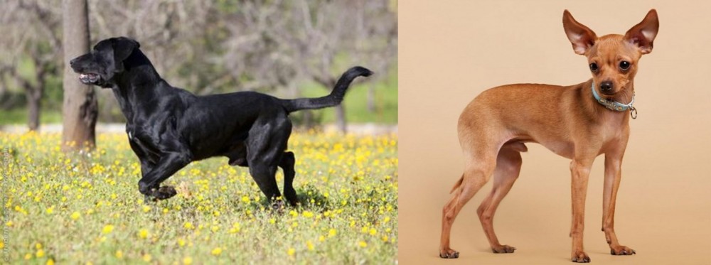 Russian Toy Terrier vs Perro de Pastor Mallorquin - Breed Comparison