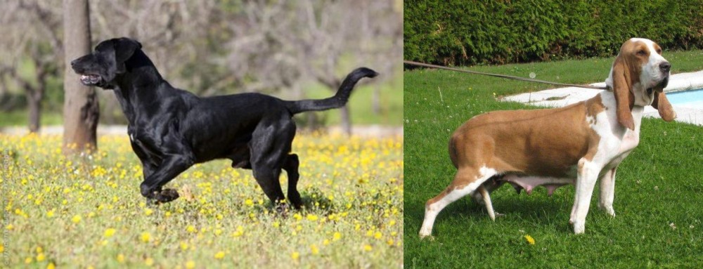 Sabueso Espanol vs Perro de Pastor Mallorquin - Breed Comparison