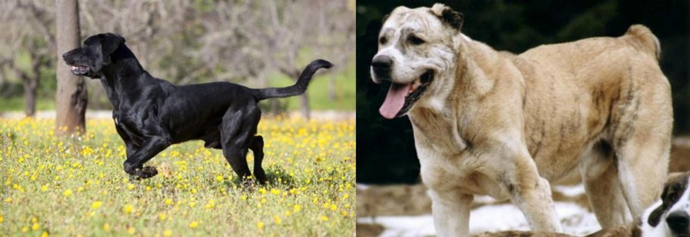 Sage Koochee vs Perro de Pastor Mallorquin - Breed Comparison