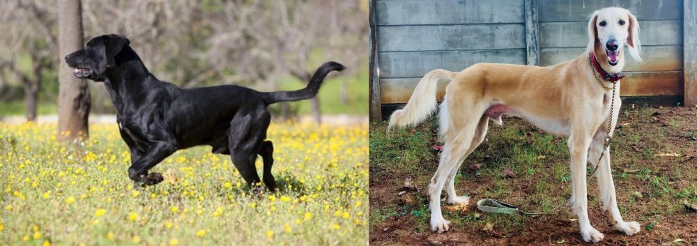 Saluki vs Perro de Pastor Mallorquin - Breed Comparison