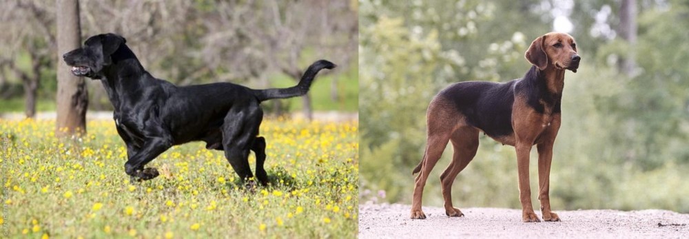 Schillerstovare vs Perro de Pastor Mallorquin - Breed Comparison