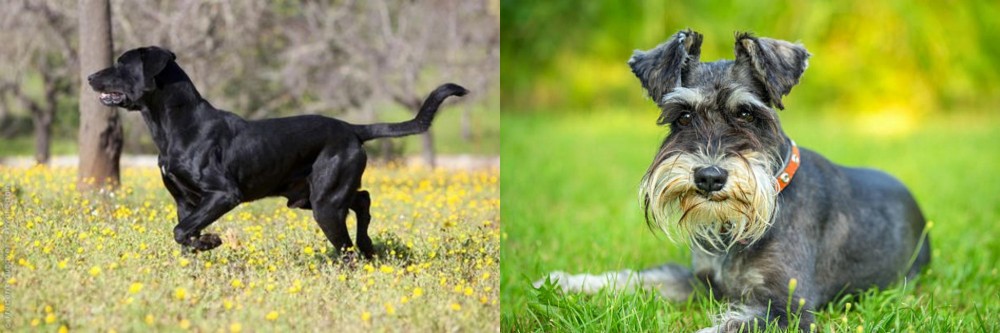 Schnauzer vs Perro de Pastor Mallorquin - Breed Comparison