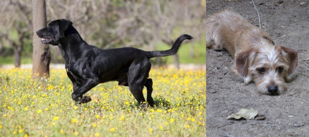 Schweenie vs Perro de Pastor Mallorquin - Breed Comparison