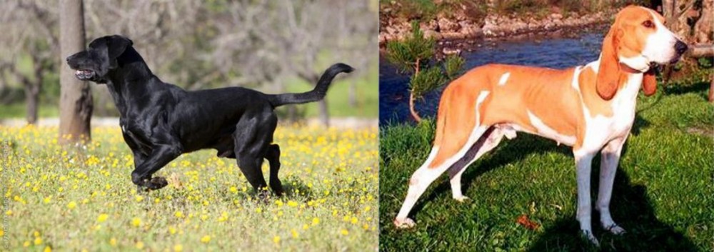 Schweizer Laufhund vs Perro de Pastor Mallorquin - Breed Comparison