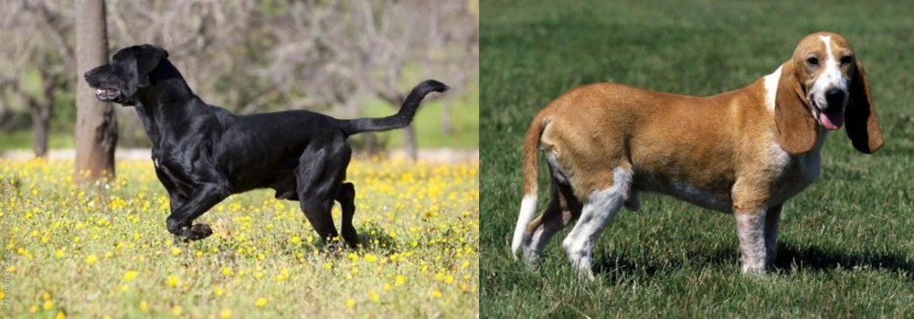 Schweizer Niederlaufhund vs Perro de Pastor Mallorquin - Breed Comparison