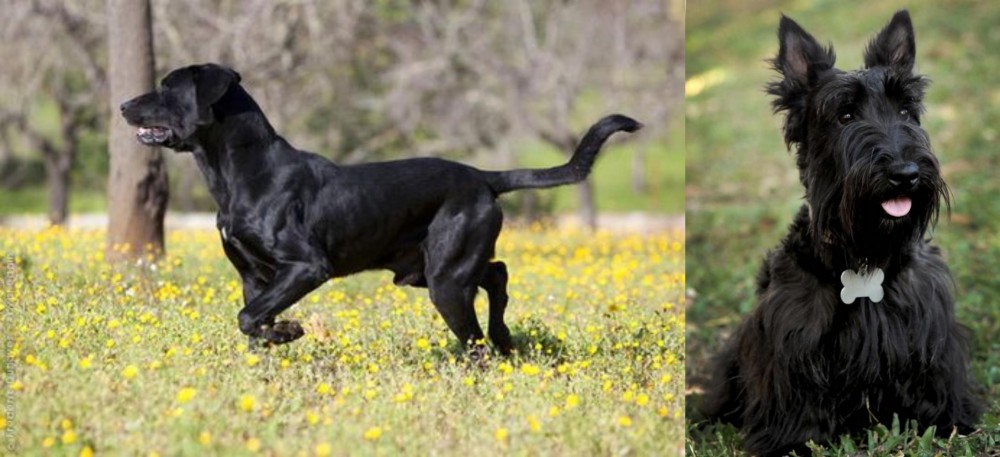 Scoland Terrier vs Perro de Pastor Mallorquin - Breed Comparison