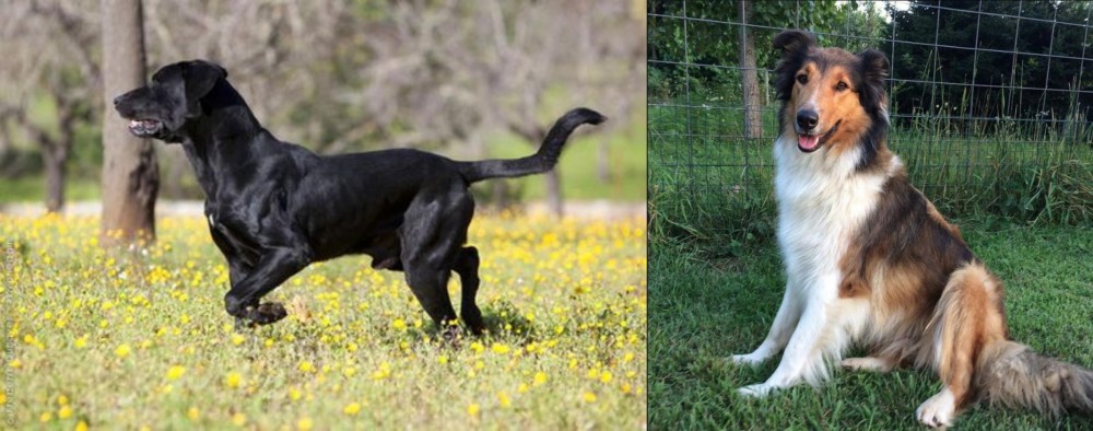 Scotch Collie vs Perro de Pastor Mallorquin - Breed Comparison