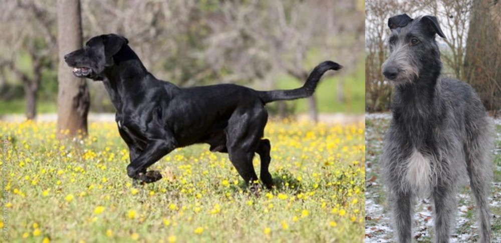 Scottish Deerhound vs Perro de Pastor Mallorquin - Breed Comparison