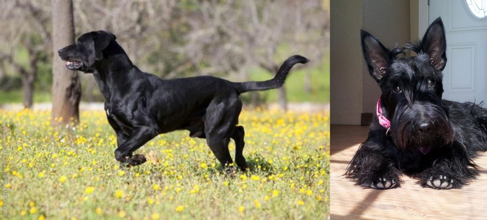 Scottish Terrier vs Perro de Pastor Mallorquin - Breed Comparison