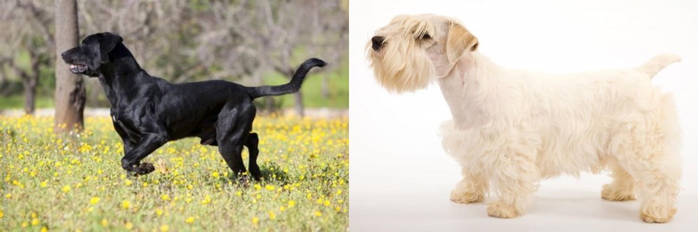 Sealyham Terrier vs Perro de Pastor Mallorquin - Breed Comparison