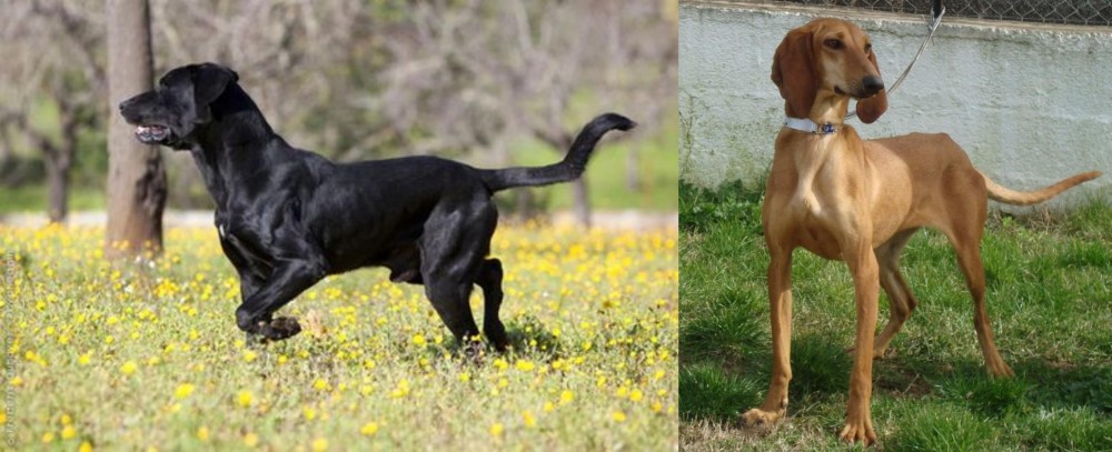 Segugio Italiano vs Perro de Pastor Mallorquin - Breed Comparison