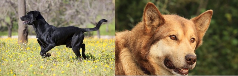 Seppala Siberian Sleddog vs Perro de Pastor Mallorquin - Breed Comparison