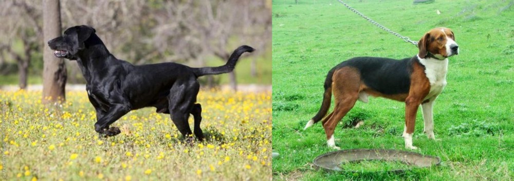 Serbian Tricolour Hound vs Perro de Pastor Mallorquin - Breed Comparison