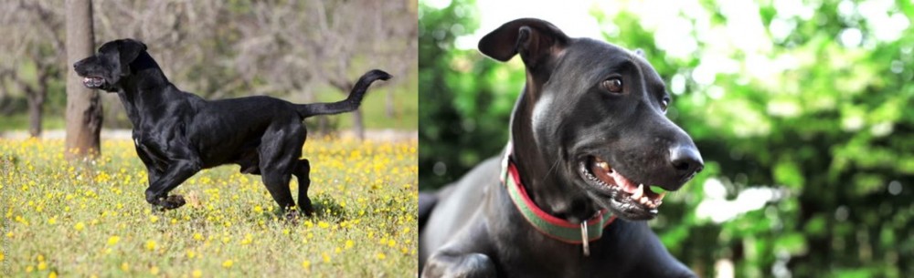 Shepard Labrador vs Perro de Pastor Mallorquin - Breed Comparison