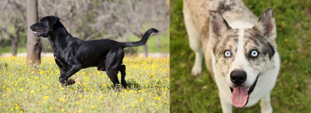 Shepherd Husky vs Perro de Pastor Mallorquin - Breed Comparison
