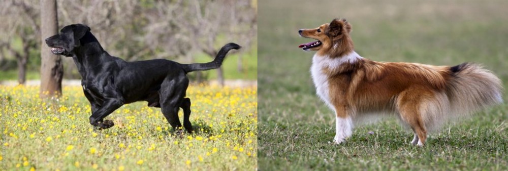 Shetland Sheepdog vs Perro de Pastor Mallorquin - Breed Comparison