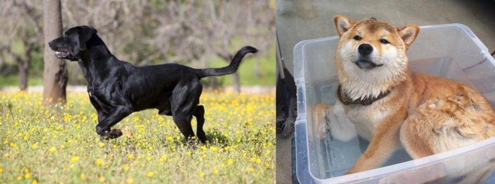 Shiba Inu vs Perro de Pastor Mallorquin - Breed Comparison