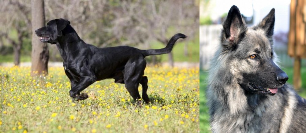 Shiloh Shepherd vs Perro de Pastor Mallorquin - Breed Comparison