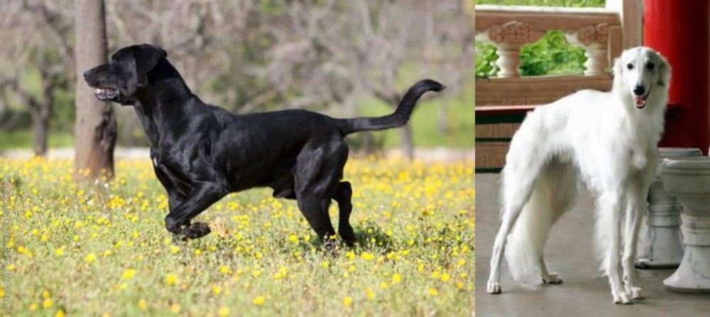 Silken Windhound vs Perro de Pastor Mallorquin - Breed Comparison