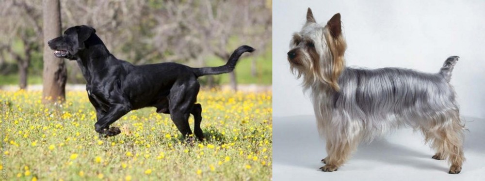 Silky Terrier vs Perro de Pastor Mallorquin - Breed Comparison