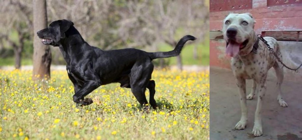 Sindh Mastiff vs Perro de Pastor Mallorquin - Breed Comparison