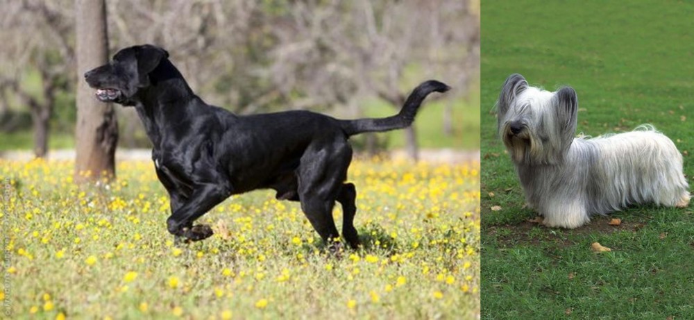 Skye Terrier vs Perro de Pastor Mallorquin - Breed Comparison