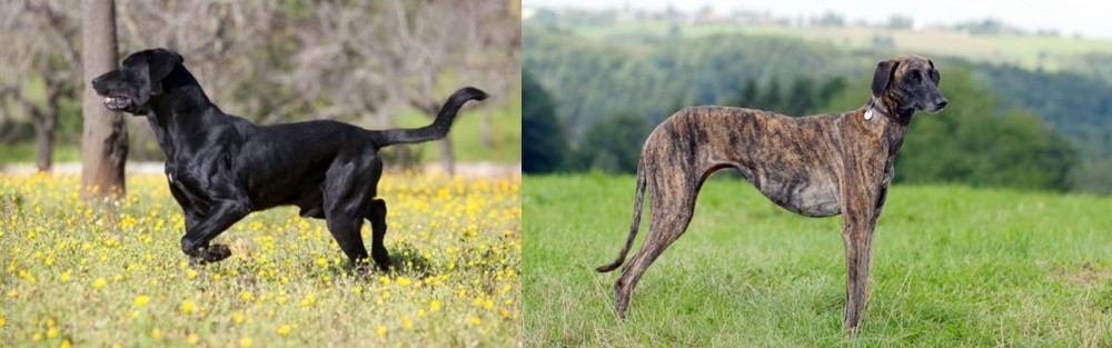 Sloughi vs Perro de Pastor Mallorquin - Breed Comparison