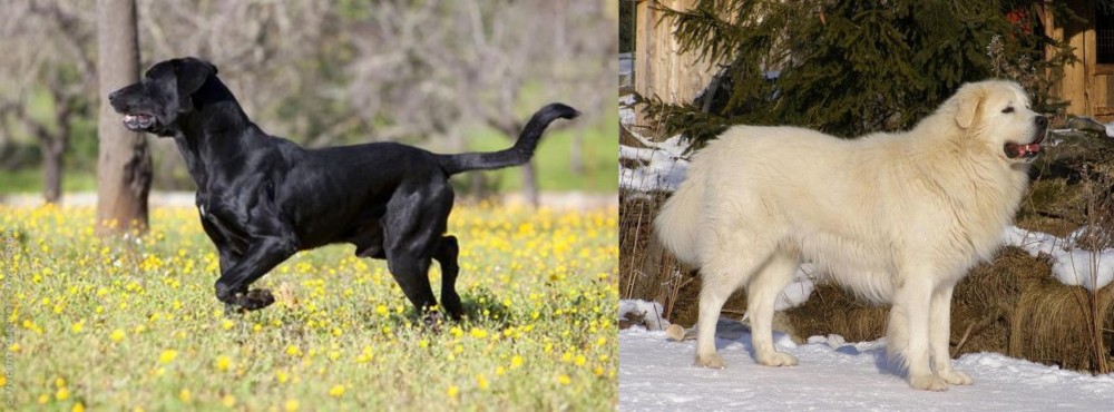 Slovak Cuvac vs Perro de Pastor Mallorquin - Breed Comparison