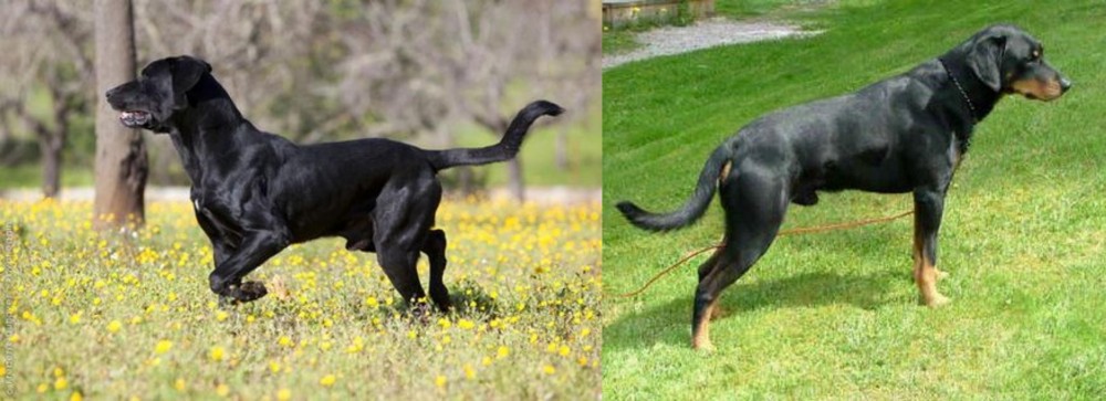 Smalandsstovare vs Perro de Pastor Mallorquin - Breed Comparison