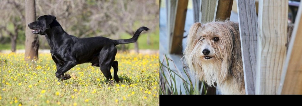 Smithfield vs Perro de Pastor Mallorquin - Breed Comparison