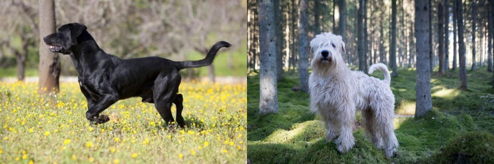 Soft-Coated Wheaten Terrier vs Perro de Pastor Mallorquin - Breed Comparison
