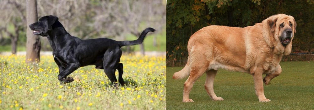 Spanish Mastiff vs Perro de Pastor Mallorquin - Breed Comparison