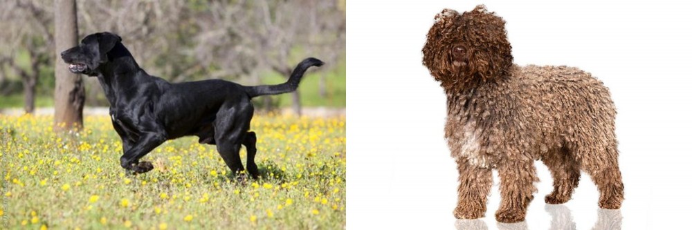 Spanish Water Dog vs Perro de Pastor Mallorquin - Breed Comparison