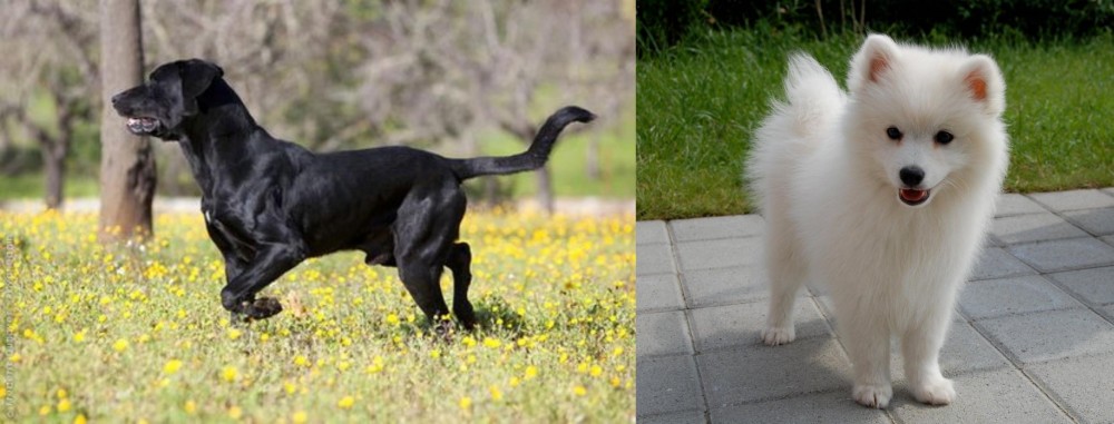 Spitz vs Perro de Pastor Mallorquin - Breed Comparison