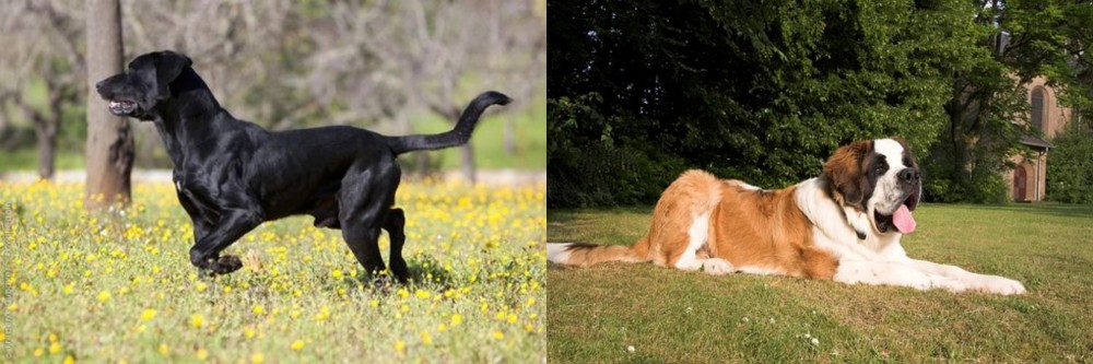 St. Bernard vs Perro de Pastor Mallorquin - Breed Comparison